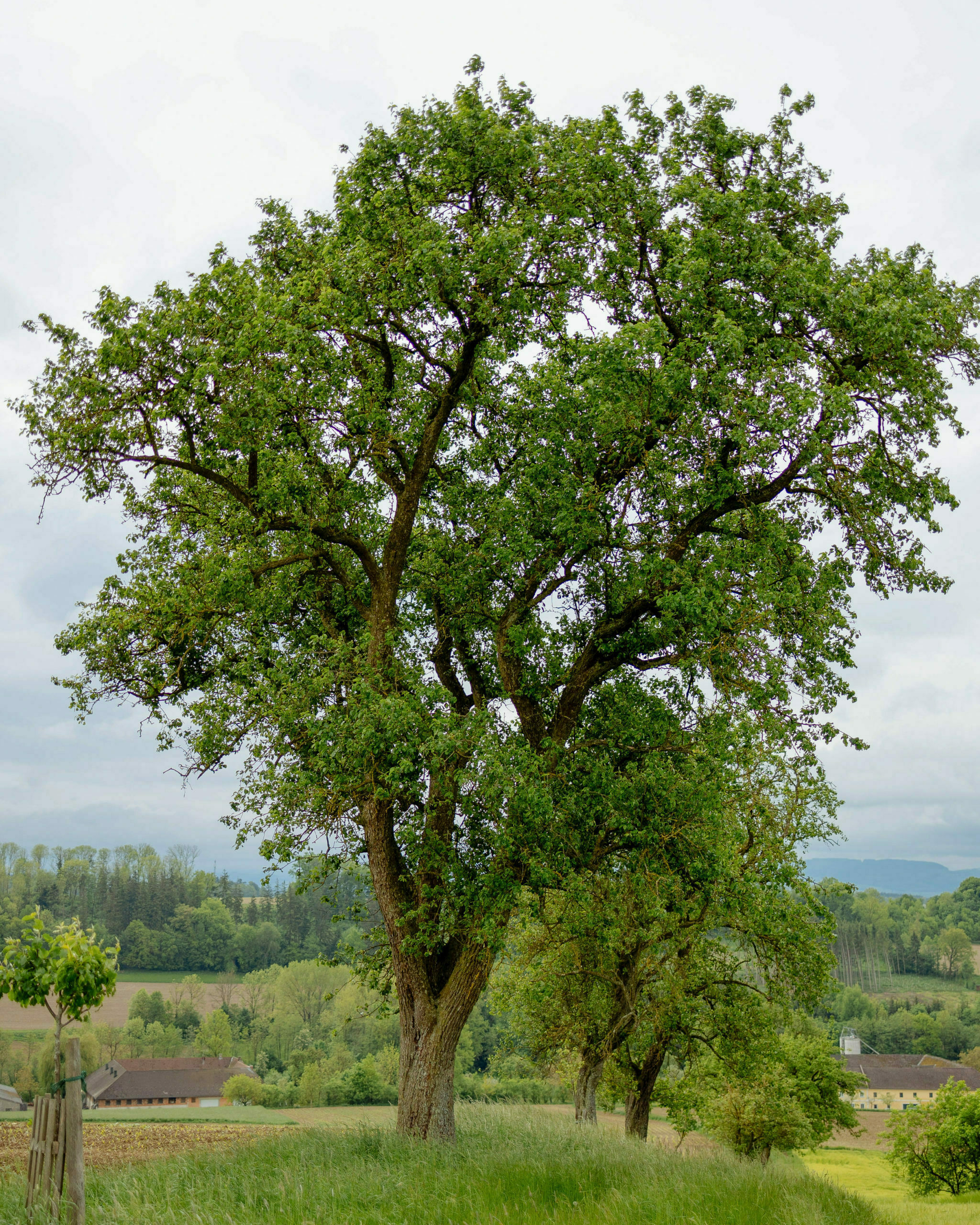 Haselberger Baum